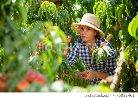 Young woman in hat picking peaches in garden at summer day Young woman in hat picking peaches in garden at summer day 76032461