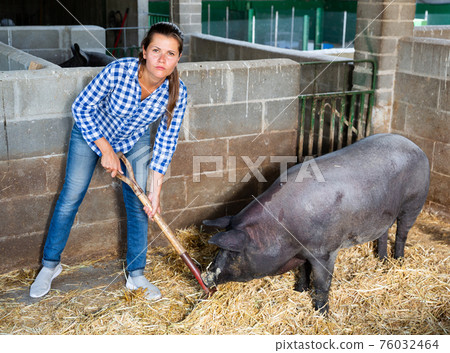 Woman working in stall with pig 76032464
