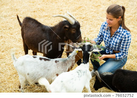 Woman feeding goats 76032752