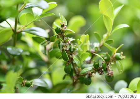 Immature fruit of boxwood Immature fruit of boxwood 76033068