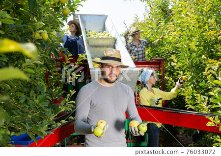 Portrait of confident man with box of apples. Workers collecting boxes in the sorting platform Portrait of confident man with box of apples. Workers collecting boxes in the sorting platform 76033072