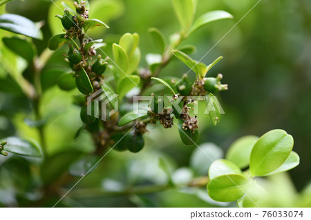Immature fruit of boxwood 76033074