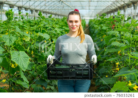 Woman carrying box with gathered cucumbers 76033261