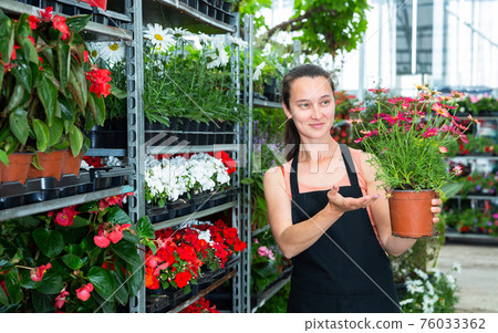 Woman glasshouse store worker holding garden flowers Woman glasshouse store worker holding garden flowers 76033362