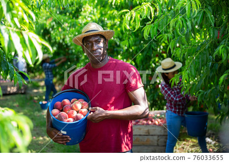 Successful african american farmer with bucket of peaches in garden 76033655