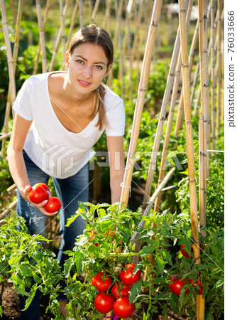 Young woman gardener picking harvest of fresh tomatoes Young woman gardener picking harvest of fresh tomatoes 76033666