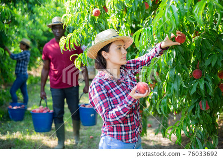 Positive Latina picking ripe peaches in farm orchard Positive Latina picking ripe peaches in farm orchard 76033692