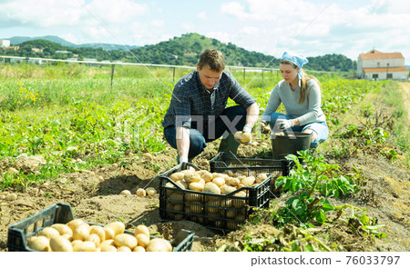 Farm family gathering crop of potatoes Farm family gathering crop of potatoes 76033797