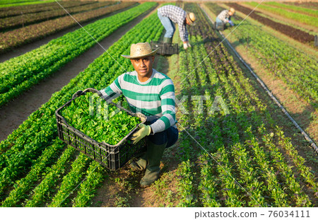 Male farmer picking corn salad on field Male farmer picking corn salad on field 76034111