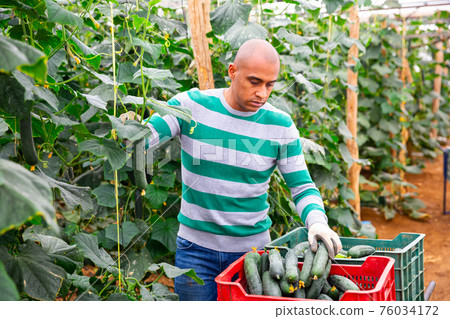 Latin American harvesting cucumbers in farm glasshouse Latin American harvesting cucumbers in farm glasshouse 76034172