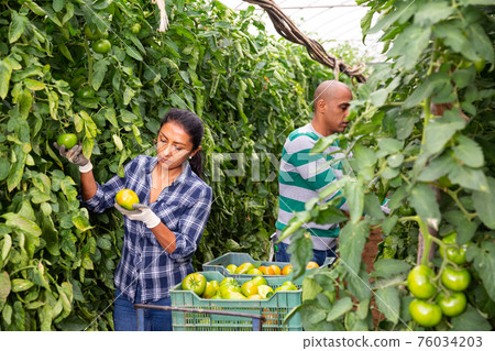 Couple of gardeners harvesting tomatoes in family greenhouse 76034203