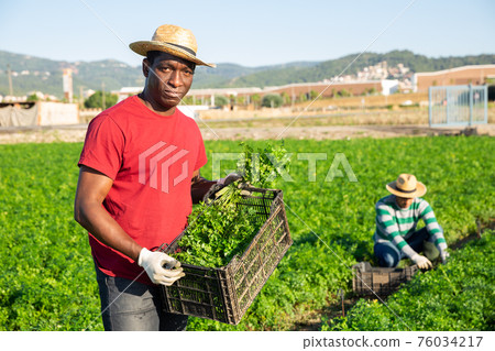 African american farm worker with box of picked parsley African american farm worker with box of picked parsley 76034217
