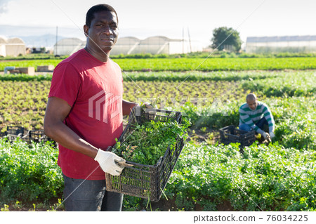 Afro farmer carrying box with picked parsley 76034225