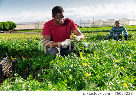 Aframerican worker harvesting parsley on vegetable plantation Aframerican worker harvesting parsley on vegetable plantation 76034228