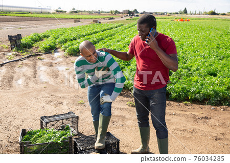 Farm worker having pain, man calling doctor Farm worker having pain, man calling doctor 76034285