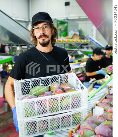 Food factory worker carries boxes of mango fruits at factory Food factory worker carries boxes of mango fruits at factory 76034345