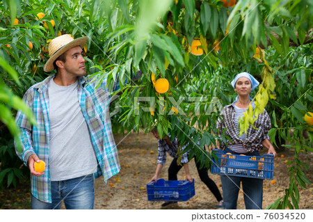 Successful male owner of orchard gathering harvest of peaches on sunny day Successful male owner of orchard gathering harvest of peaches on sunny day 76034520