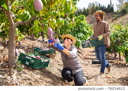 Successful female gardener with ripe mango in orchard Successful female gardener with ripe mango in orchard 76034623