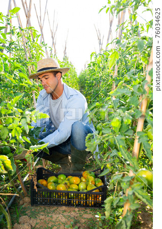 Male farmer collect harvest ripe tomatoes on the field Male farmer collect harvest ripe tomatoes on the field 76034625