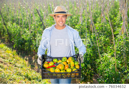 Positive male farmer carries box of tomatoes on the field Positive male farmer carries box of tomatoes on the field 76034632