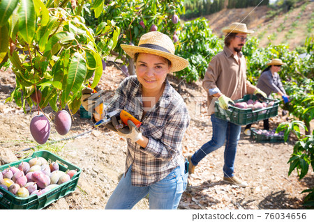 Female worker measure mango sweetness with refractometer Female worker measure mango sweetness with refractometer 76034656