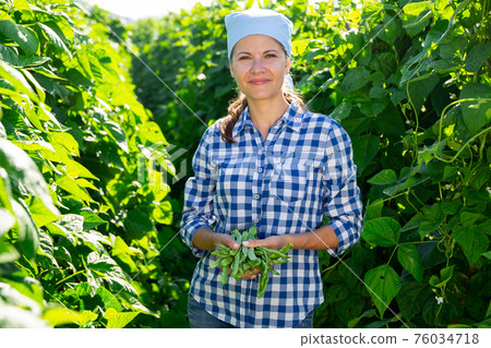 Female grower with ripe pods of green beans on vegetable garden 76034718