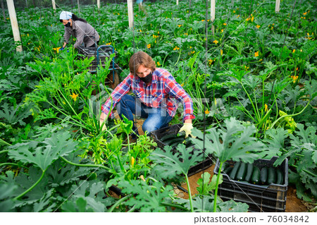 farmers cultivating courgettes in hothouse during coronavirus 76034842