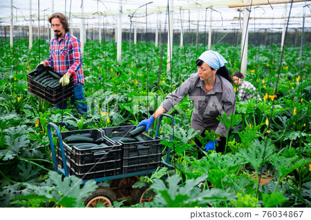 positive adult people collecting marrows in their plantation; 76034867