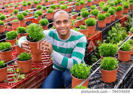 Portrait of a smiling farmer inspecting a flowering plant in a pot. Portrait of a smiling farmer inspecting a flowering plant in a pot. 76034889