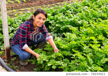 Hired worker controlling quality of plants in glasshouse farm 76034921