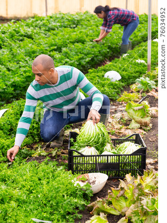 male and female farmers working together at greenhouse farm male and female farmers working together at greenhouse farm 76034952