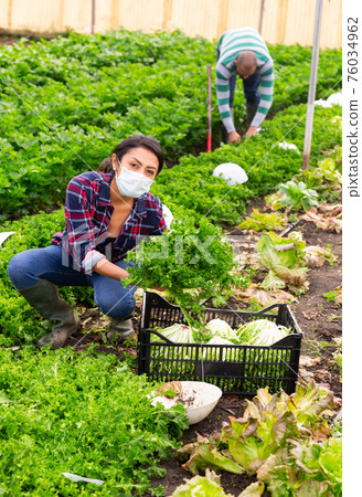 Masked female farmer collects lettuce leaves in the garden during a pandemic. 76034962
