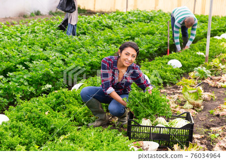 Woman harvesting lettuce in plastic box Woman harvesting lettuce in plastic box 76034964