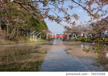 Sakura flower raft red bridge Matsumisaki Park Sakura flower raft red bridge Matsumisaki Park 76035006