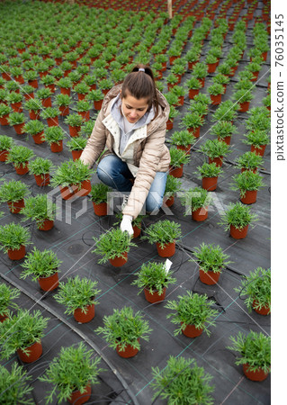 Young woman florist looking for plant of white perc in pots 76035145