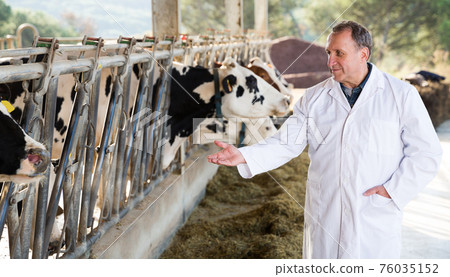 Senior male veterinarian on cow farm Senior male veterinarian on cow farm 76035152