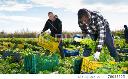 African american farm worker arranging crop of celery in boxes 76035325