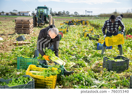 Farmer putting harvested celery in boxes Farmer putting harvested celery in boxes 76035340