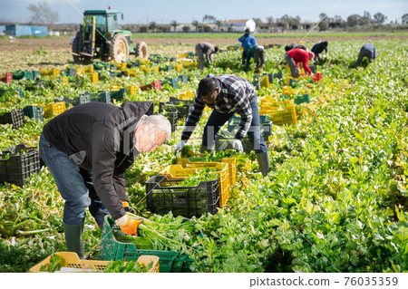 Man arranging crop of celery in boxes Man arranging crop of celery in boxes 76035359