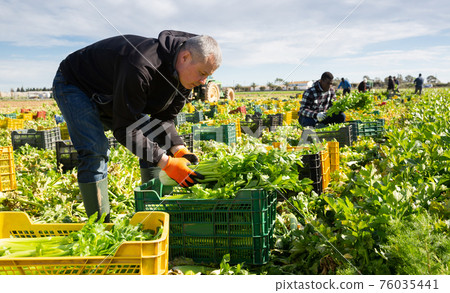 Man arranging crop of celery in boxes Man arranging crop of celery in boxes 76035441