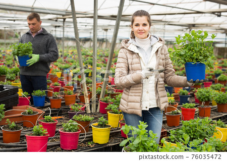 Woman gardener holding peppermint seedlings in pot Woman gardener holding peppermint seedlings in pot 76035472