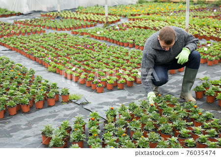 Man arranging pots with tagetes in greenhouse Man arranging pots with tagetes in greenhouse 76035474