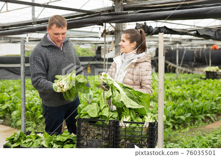 Successful male and female gardeners with spinach in a greenhouse Successful male and female gardeners with spinach in a greenhouse 76035501
