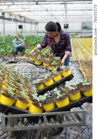 gardeners holding a trays with pots of flowers gardeners holding a trays with pots of flowers 76035573