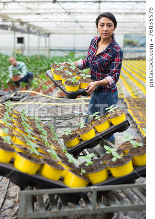 Latin american woman farmer in a greenhouse unloads seedlings from a cart. Latin american woman farmer in a greenhouse unloads seedlings from a cart. 76035576