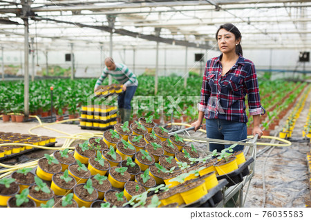 gardeners holding a trays with pots of flowers gardeners holding a trays with pots of flowers 76035583
