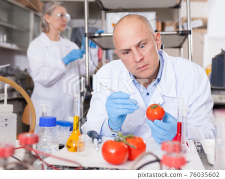 Geneticist working with fruits and vegetables Geneticist working with fruits and vegetables 76035602