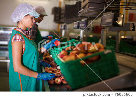 Female employees sorting peaches at warehouse 76035603