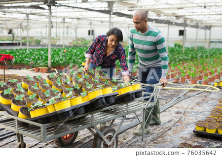 gardeners holding a trays with pots of flowers gardeners holding a trays with pots of flowers 76035642