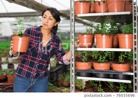 Woman gardener holding a pot with seedlings of spearmint Woman gardener holding a pot with seedlings of spearmint 76035696
